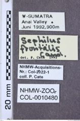 Etikette zu Sephilus frontalis (NHMW-ZOO-COL-0010480)